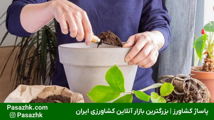 رشد سریع گیاهان آپارتمانی: راهنمای جامع و کاربردی برای تسریع رشد گیاهان خانگی 6 رشد سریع گیاهان آپارتمانی,ترفندهای رشد سریع گیاهان آپارتمانی,تسریع رشد گیاهان خانگی,آبیاری مناسب برای رشد سریع گیاهان,تغذیه مناسب برای تسریع در رشد گیاه,انواع گیاهان آپارتمانی با رشد سریعَ