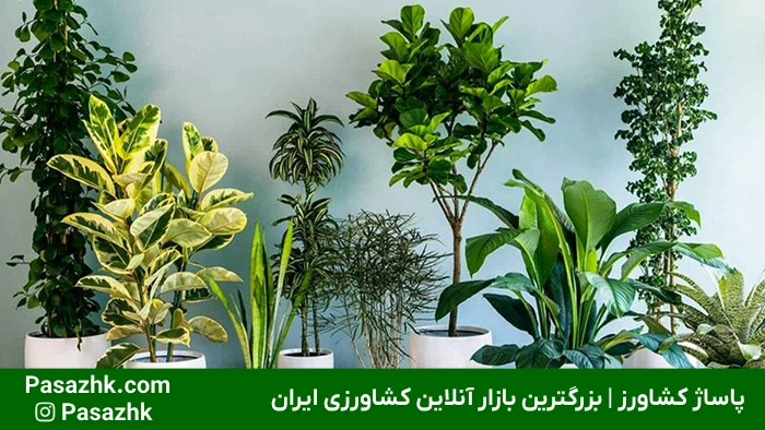 رشد سریع گیاهان آپارتمانی: راهنمای جامع و کاربردی برای تسریع رشد گیاهان خانگی 7 رشد سریع گیاهان آپارتمانی,ترفندهای رشد سریع گیاهان آپارتمانی,تسریع رشد گیاهان خانگی,آبیاری مناسب برای رشد سریع گیاهان,تغذیه مناسب برای تسریع در رشد گیاه,انواع گیاهان آپارتمانی با رشد سریعَ