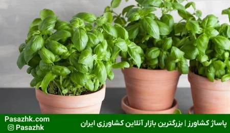 کاشت سبزیجات در خانه | پاساژ کشاورز