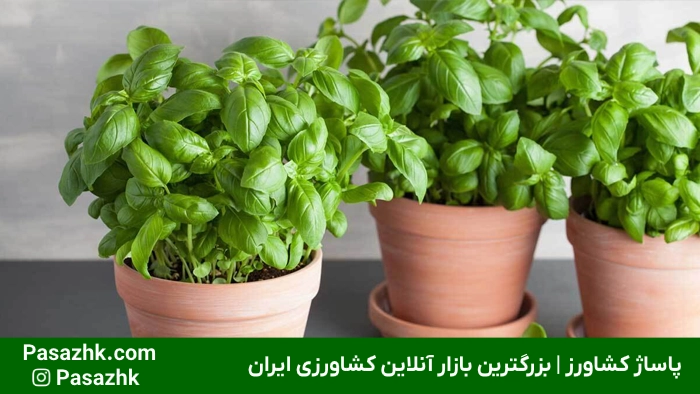 کاشت سبزیجات در خانه روشی آسان برای داشتن محصولات ارگانیک و سالم است. یاد بگیرید چطور سبزیجات تازه پرورش دهید! کاشت سبزیجات در خانه | پاساژ کشاورز