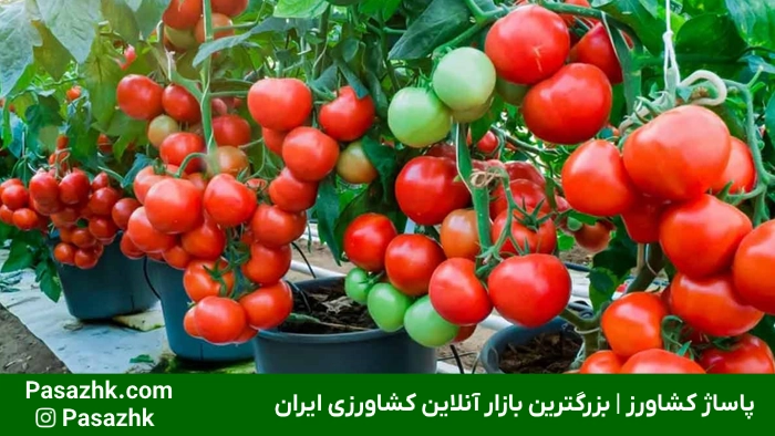 راهنمای جامع کاشت سبزیجات در خانه: از مبتدی تا حرفهای 1 فواید کاشت سبزیجات در خانه | پاساژ کشاورز