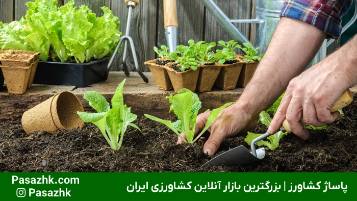 راهنمای جامع کاشت سبزیجات در خانه: از مبتدی تا حرفهای 2 بهترین سبزیجات برای کاشت در خانه | پاساژ کشاورز