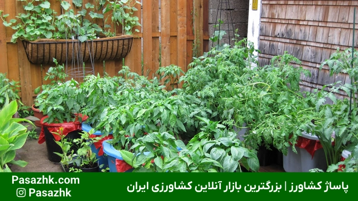 راهنمای جامع کاشت سبزیجات در خانه: از مبتدی تا حرفهای 3 لوازم مورد نیاز برای کاشت سبزیجات در خانه | پاساژ کشاورز