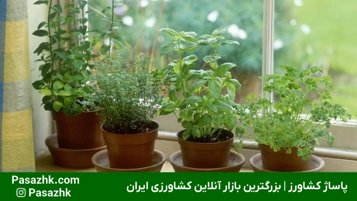 راهنمای جامع کاشت سبزیجات در خانه: از مبتدی تا حرفهای 4 روش صحیح کاشت سبزیجات در خانه | پاساژ کشاورز