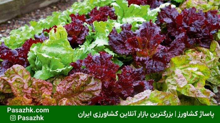 راهنمای جامع کاشت سبزیجات در خانه: از مبتدی تا حرفهای 5 برداشت سبزیجات تازه در خانه | پاساژ کشاورز