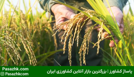 امنیت غذایی در کشاورزی، چالش‌ها و راهکارها برای تأمین غذای پایدار - پاساژ کشاورز