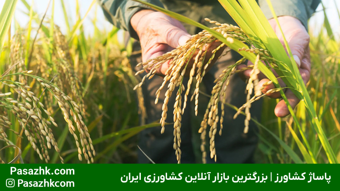 بررسی چالشها و راهکارهای کشاورزی برای تحقق امنیت غذایی پایدار در ایران - پاساژ کشاورز امنیت غذایی در کشاورزی، چالشها و راهکارها برای تأمین غذای پایدار - پاساژ کشاورز