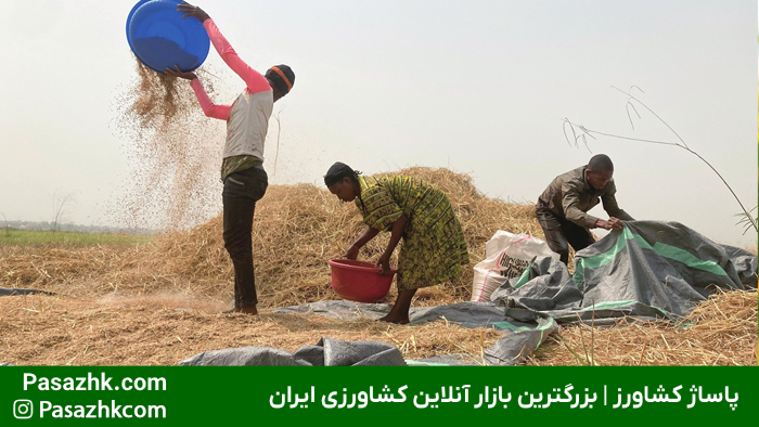 امنیت غذایی و نقش آن در کشاورزی | راهکارها و چالشها 1 اهمیت امنیت غذایی در جامعه و تأثیر آن بر سلامت و توسعه پایدار - پاساژ کشاورز