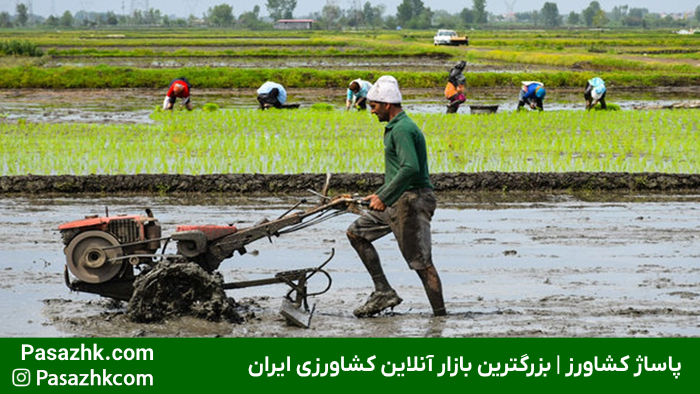 امنیت غذایی و نقش آن در کشاورزی | راهکارها و چالشها 5 آموزش کشاورزان برای افزایش بهرهوری و کاهش هدررفت محصولات کشاورزی - پاساژ کشاورز