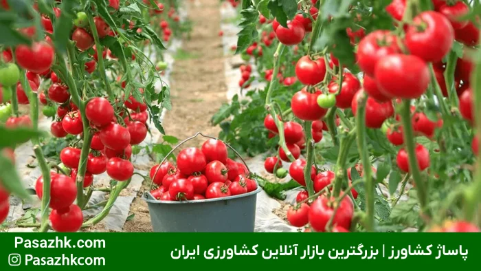 تجهیزات لازم برای گلخانه هیدروپونیک: راهنمای جامع برای راهاندازی موفق 2 چرا تجهیزات مناسب برای گلخانه هیدروپونیک حیاتی است؟ تجهیزات گلخانه هیدروپونیک, پاساژ کشاورز