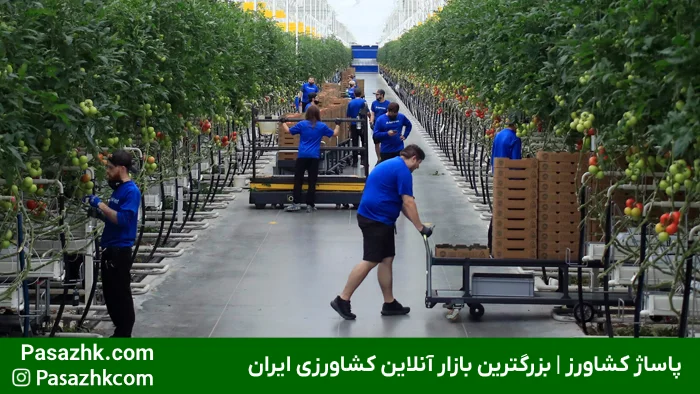 نمایی از گلخانه هیدروپونیک مجهز به تجهیزات پیشرفته تجهیزات لازم گلخانه هیدروپونیک مدرن – پاساژ کشاورز