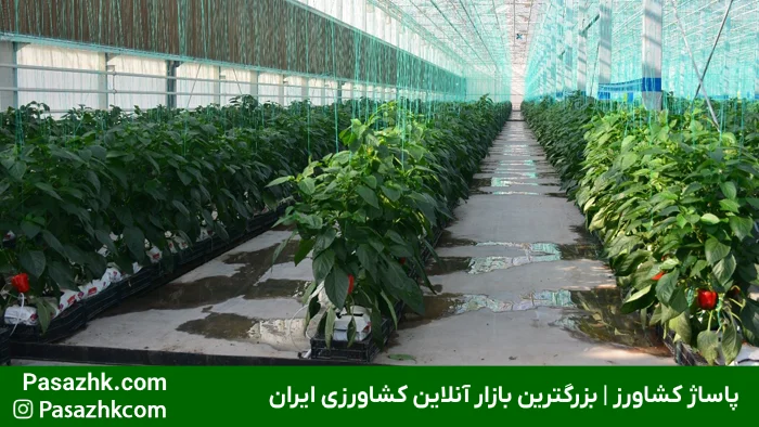 تجهیزات لازم برای گلخانه هیدروپونیک: راهنمای جامع برای راهاندازی موفق 1 تجهیزات لازم برای گلخانه هیدروپونیک: راهنمای جامع برای راهاندازی موفق, لیست تجهیزات گلخانه هیدروپونیک خانگی و صنعتی, تجهیزات گلخانه, پاساژ کشاورز