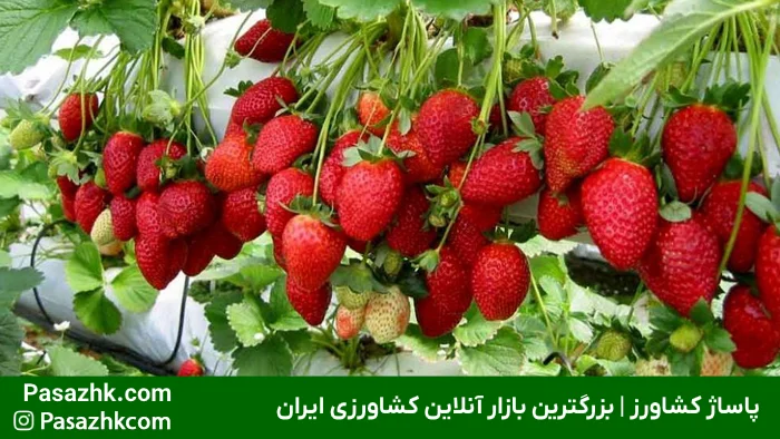 تجهیزات لازم برای گلخانه هیدروپونیک: راهنمای جامع برای راهاندازی موفق 3 سیستمهای کشت هیدروپونیک: قلب تپنده گلخانه شما, کشت هیدروپونیک, پاساژ کشاورز, تجهیزات گلخانه, بازار بزرگ کشاورزی ایران