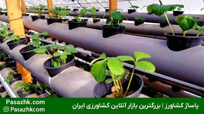 تجهیزات لازم برای گلخانه هیدروپونیک: راهنمای جامع برای راهاندازی موفق 7 انواع بسترهای کشت مانند کوکوپیت، پرلیت و پشم سنگ در گلخانه هیدروپونیک, تجهیزات لازم برای گلخانه هیدروپونیک, پاساژ کشاورز