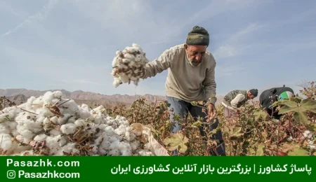 مزایا و معایب کشت دیم در شرایط آب و هوایی ایران, کشت دیم چیست؟, بهترین محصول برای کشت دیم, تفاوت کشت دیمی و آبی, محصولات دیمی پرسود, دیم یعنی چه, پاساژ کشاورز, بازار بزرگ کشاورزی ایران