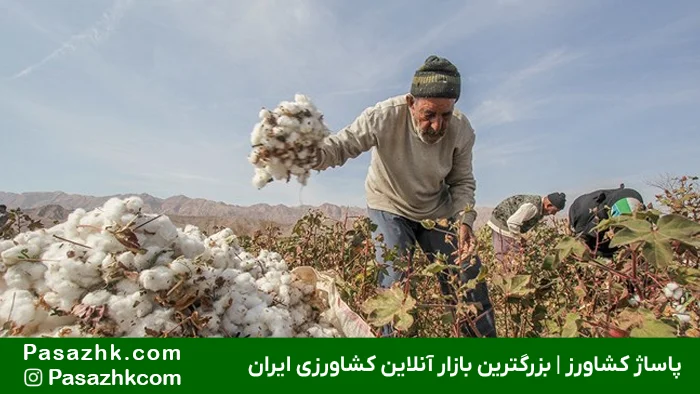 مزایا و معایب کشت دیم در شرایط آب و هوایی ایران, کشت دیم چیست؟, بهترین محصول برای کشت دیم, تفاوت کشت دیمی و آبی, محصولات دیمی پرسود, دیم یعنی چه, پاساژ کشاورز, بازار بزرگ کشاورزی ایران