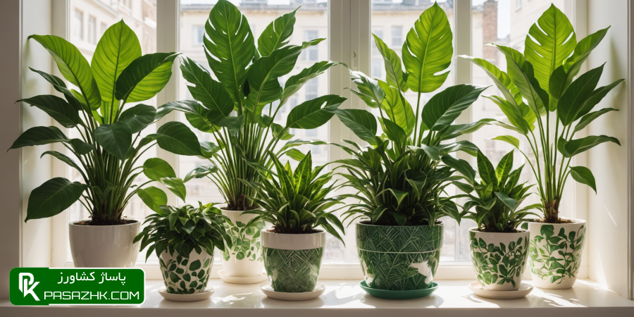 یاد بگیرید چگونه با 5 مرحله طلایی، اصول نگهداری و پرورش گیاهان ابلق را رعایت و زیبایی برگهایشان را حفظ کنید! اصول نگهداری و پرورش گیاهان ابلق در 5 مرحله ساده, گل ابلق, دشت سبز, بازار بزرگ کشاورزی ایران, پاساژ کشاورز