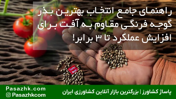 با راهنمای جامع پاساژ کشاورز، بهترین بذر گوجه فرنگی مقاوم به آفات رایج (مینوز، سرجمک، نماتد) را انتخاب کنید. کاهش هزینهها، افزایش تناژ تا ۳ برابر و تضمین سودآوری در کشت گوجه فرنگی با بذرهای هیبرید و مقاوم. همین حالا بخوانید! راهنمای جامع انتخاب بهترین بذر گوجه فرنگی مقاوم به آفت برای افزایش عملکرد تا ۳ برابر!, بذر گوجه فرنگی مقاوم به آفت, پاساژ کشاورز, بازار بزرگ کشاورزی, بازار آنلاین کشاورزی