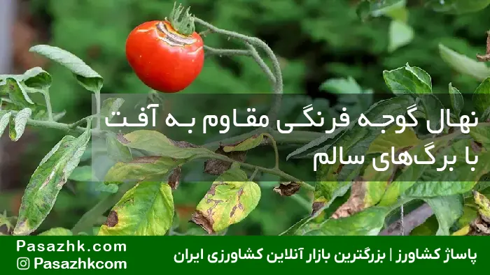 راهنمای جامع انتخاب بهترین بذر گوجه فرنگی مقاوم به آفت برای افزایش عملکرد تا ۳ برابر! 1 نهال گوجه فرنگی مقاوم به آفت با برگهای سالم, بذر گوجه فرنگی مقاوم به آفت, پاساژ کشاورز, بازار آنلاین کشاورزی