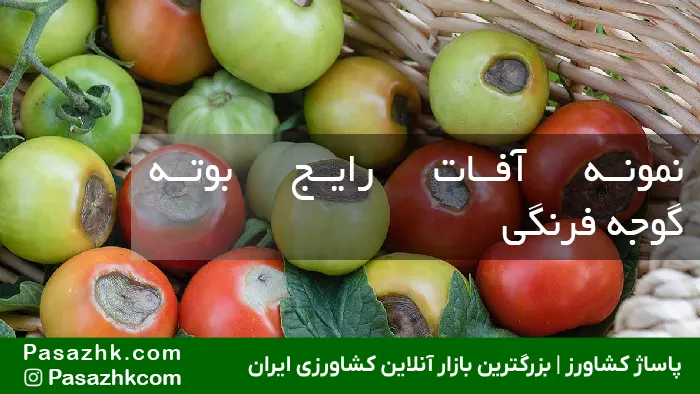 راهنمای جامع انتخاب بهترین بذر گوجه فرنگی مقاوم به آفت برای افزایش عملکرد تا ۳ برابر! 2 نمونه آفات رایج بوته گوجه فرنگی, بذر گوجه فرنگی مقاوم به آفت, پاساژ کشاورز, بازار آنلاین کشاورزی