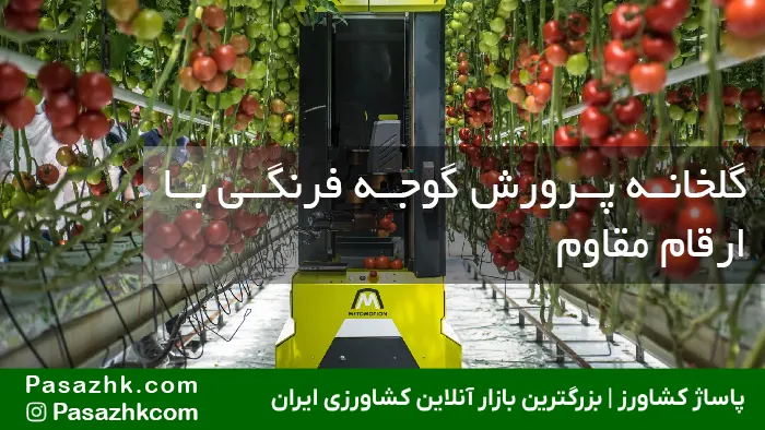 راهنمای جامع انتخاب بهترین بذر گوجه فرنگی مقاوم به آفت برای افزایش عملکرد تا ۳ برابر! 4 گلخانه پرورش گوجه فرنگی با ارقام مقاوم, بذر گوجه فرنگی مقاوم به آفت, پاساژ کشاورز, بازار آنلاین کشاورزی