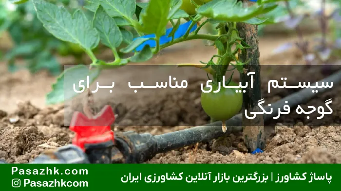 راهنمای جامع انتخاب بهترین بذر گوجه فرنگی مقاوم به آفت برای افزایش عملکرد تا ۳ برابر! 5 سیستم آبیاری مناسب برای گوجه فرنگی, بذر گوجه فرنگی مقاوم به آفت, پاساژ کشاورز, بازار آنلاین کشاورزی