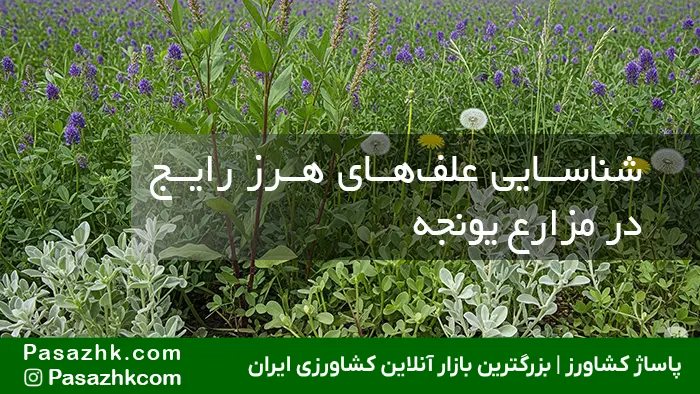 شناسایی علف‌های هرز رایج در مزارع یونجه, علف‌های هرز یونجه، تشخیص علف‌های هرز یونجه، شناسایی گیاهان هرز یونجه، انواع علف‌های هرز در یونجه، وجین یونجه، آفات یونجه, پاساژ کشاورز, بازار آنلاین کشاورزی, بازار بزرگ کشاورزی, کشاورزی, کود