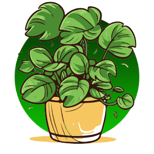 گل و گیاهان آپارتمانی