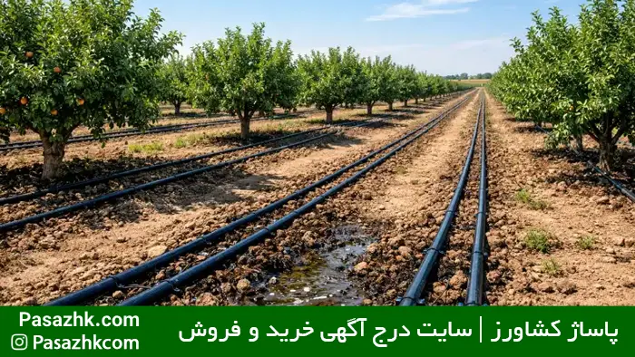 نمای وسیع یک باغ مجهز به سیستم آبیاری قطرهای که مسیر لولههای فرعی و محل آبرسانی به ریشه درختان را نشان میدهد آموزش آبیاری قطرهای در باغ با لولههای پلیاتیلن, پاساژ کشاورز, بازار بزرگ کشاورزی ایران, کشاورزی, آبیاری