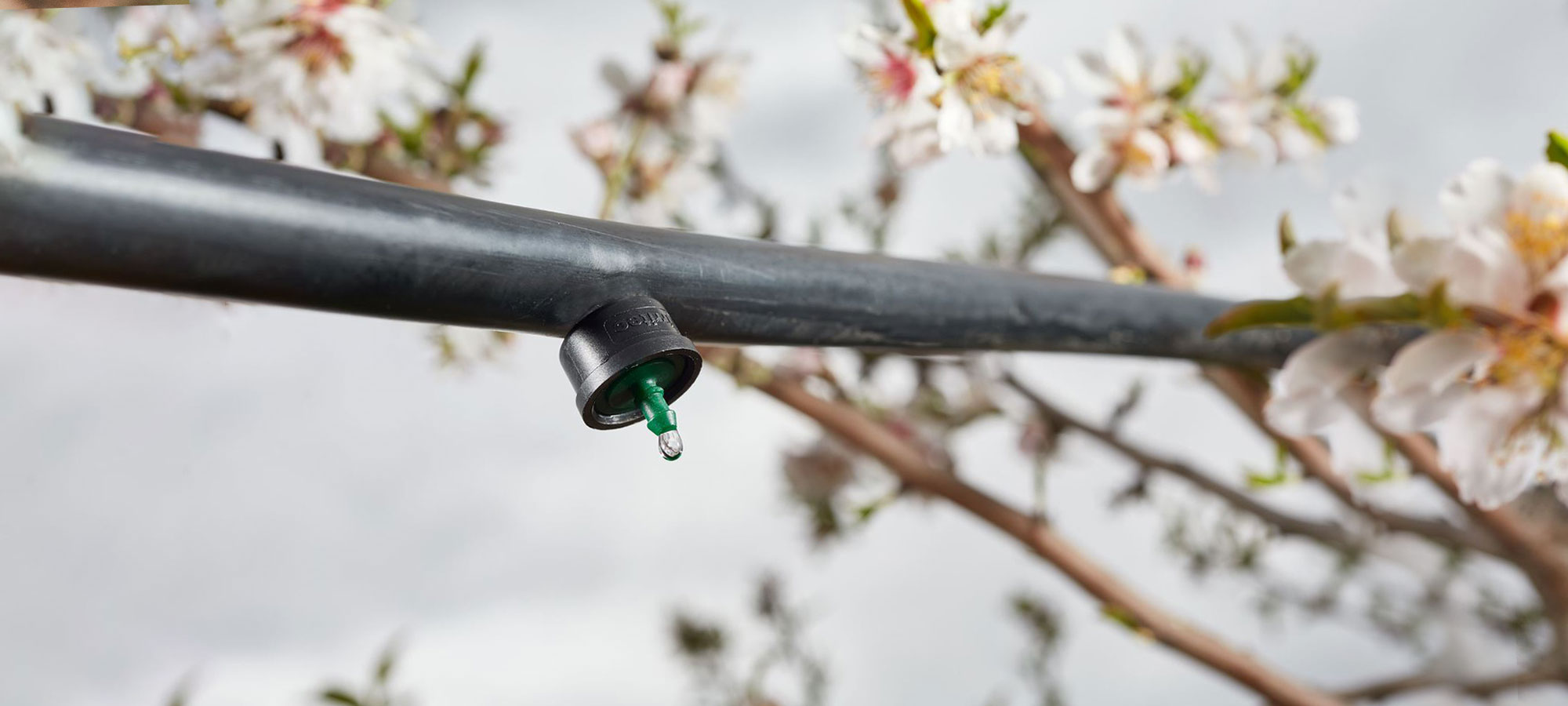 پروژه آبیاری تحت فشار (قطره ای – بارانی )