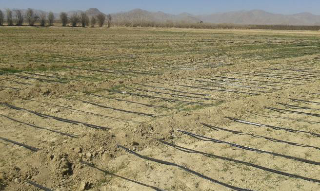 نوار آبیاری قطره ای