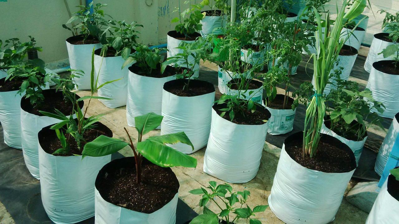 کیسه کشت(گروبگ)