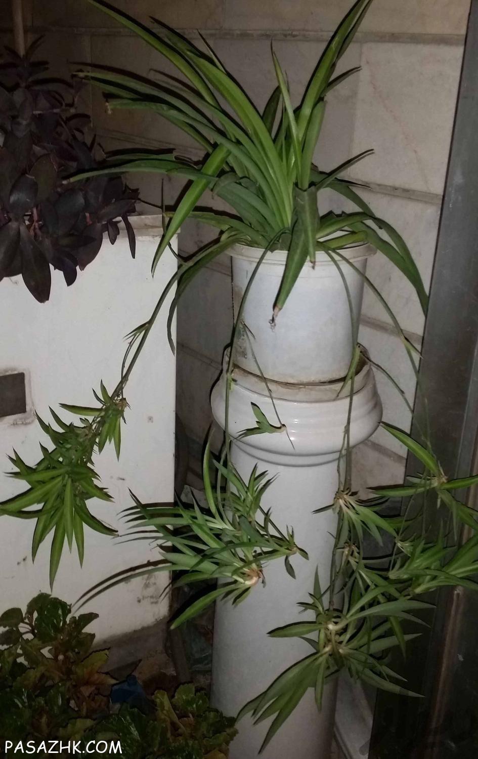 انواع گل و گیاه در مختلف