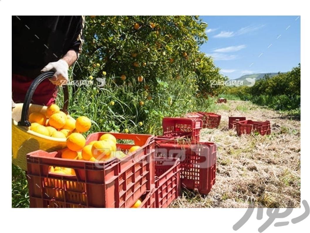 خریدار عمده میوه و فرنگی جات زردآلو سیب گوجه خیار