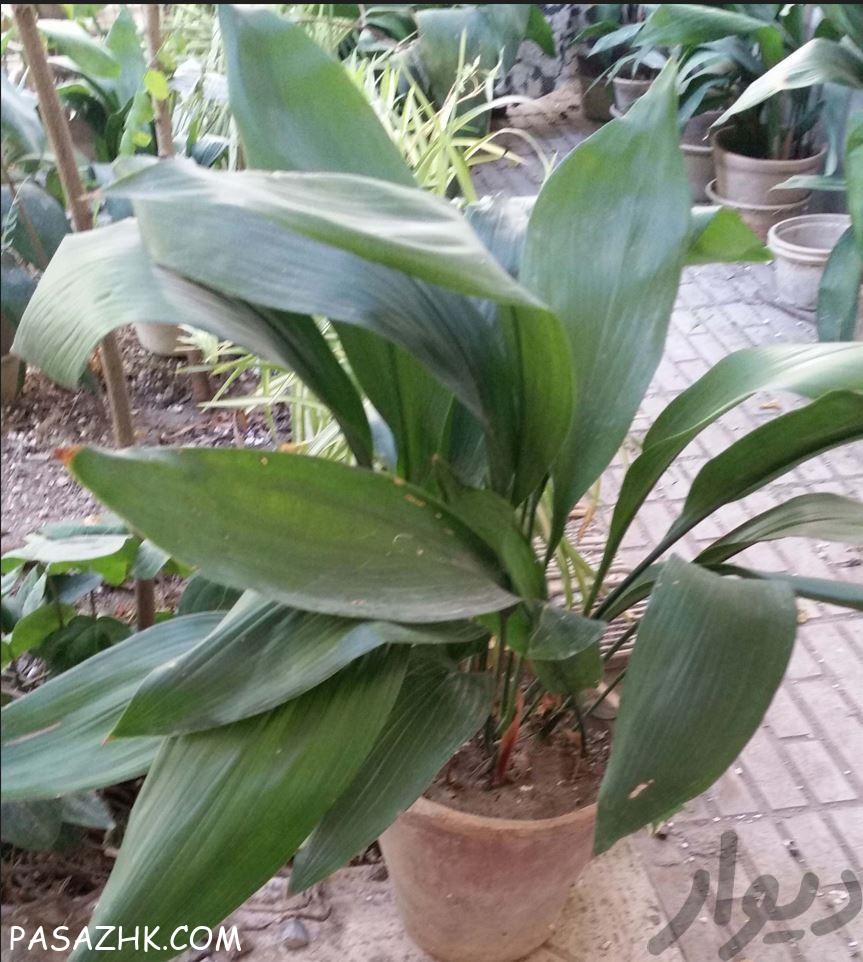 انواع گل و گیاه در مختلف