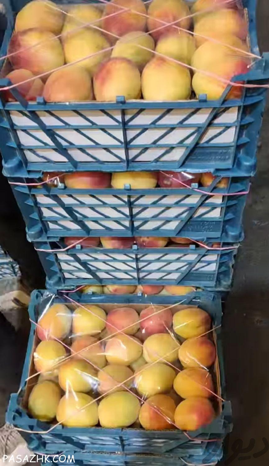 بارفروشی و حق العمل کاری میدان تره بارمرکزی تهران