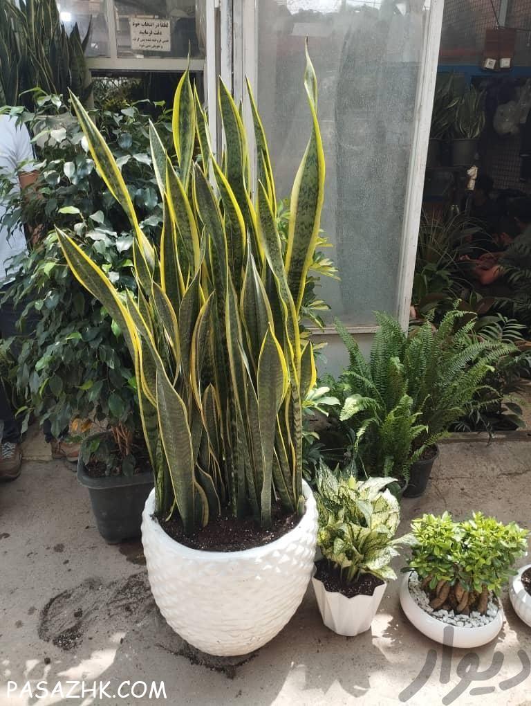 گل و گیاه آپارتمانی ناصر كریمی