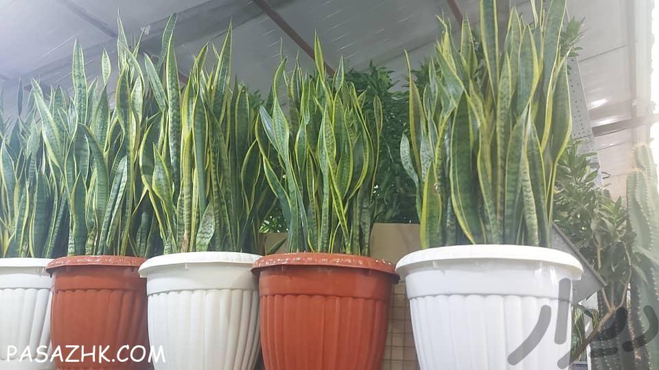 گل و گیاه آپارتمانی ناصر كریمی