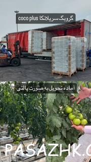 بستر کشت گروبگ آماده