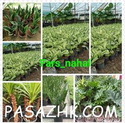 I380X253_072882034627