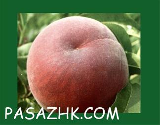 I380X253_091702367073