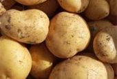 سیب زمینی جیلی صادراتی ، فروش سیب زمینی آکریا