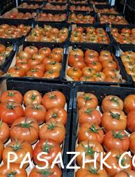 گوجه – خرید و قیمت گوجه عمده – ارزان ترین قیمت