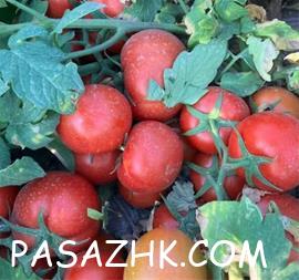 I380X253_503234242075