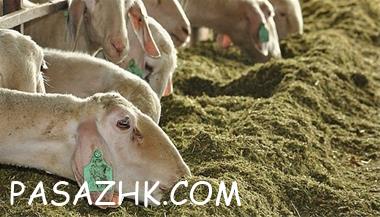 I380X253_643074003902