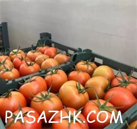 گوجه – خرید و قیمت گوجه عمده – ارزان ترین قیمت