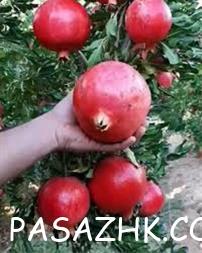 I380X253_769114488245