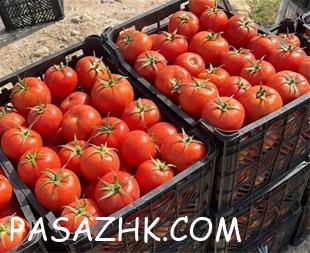 گوجه – خرید و قیمت گوجه عمده – ارزان ترین قیمت