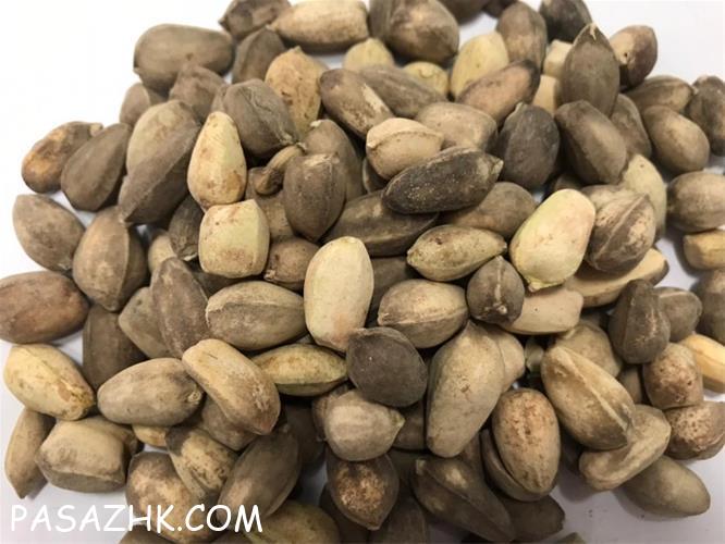 فروش دانه مورینگا