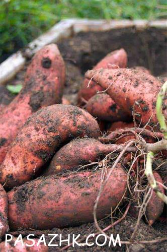 نهال سیب زمینی شیرین ، sweet potato